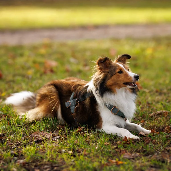 Rahatlamış bir ifadeyle çimlerin üzerinde yatan bir Sheltie köpeği..
