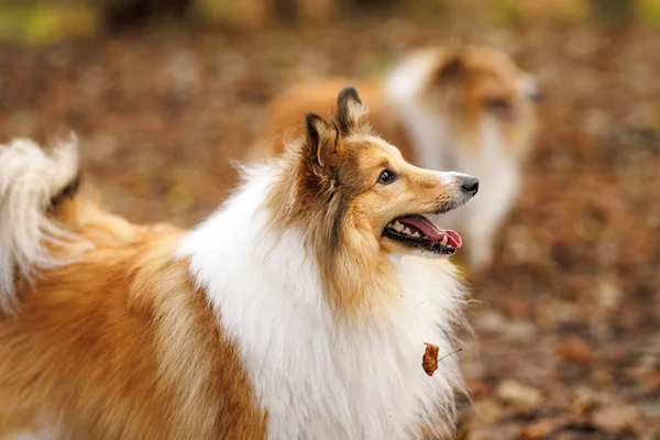 Bir Sheltie köpeği, ağzı açık ve parlak bir ifadeyle yan tarafa bakar. Sonbahar ortamı portreye sıcak tonlar ekler.