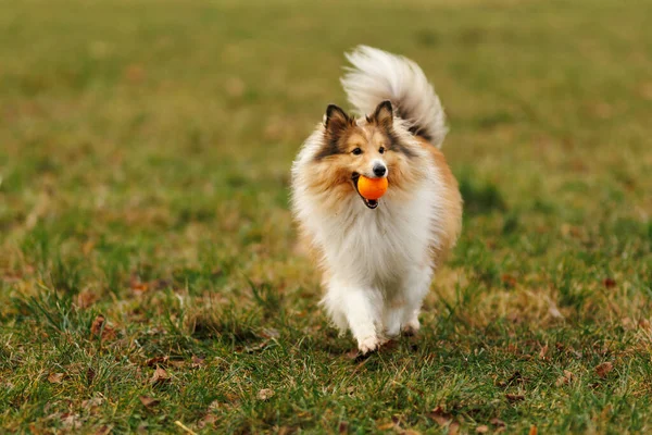 Bir Shetland çoban köpeği elinde portakal topu tutarken çimenli bir arazide enerjik bir şekilde koşar. Sahne hareket, oyun ve açık hava aktivitelerini yakalar.
