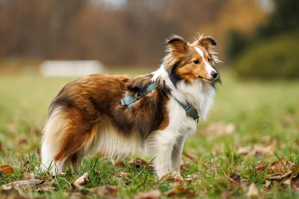 Kabarık bir Sheltie, arka planda bulanık sonbahar renkleriyle düşmüş yaprakların üzerinde dururken yana bakar..