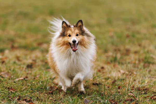 Pofuduk köpek kameraya doğru koşuyor..