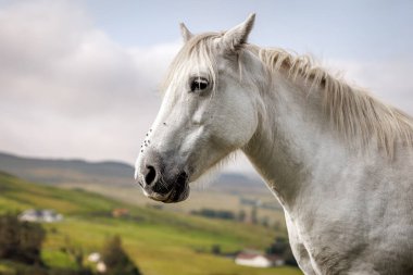 Yeşil tepeler ve bulutların yumuşak, odaktan uzak arka planına karşı gri bir atın kafasının yan görünümü.