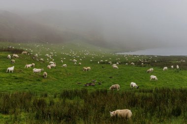 Birçok beyaz koyun, çok sisli ve bulutlu bir günde bir su kütlesinin yakınındaki çimenli bir tarlaya saçılmıştır..