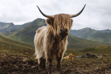 Uzun saçlı, boynuzlu bir kızıl boğa, sisli tepelerle çevrili vahşi, çimenli bir vadide kameraya bakar..