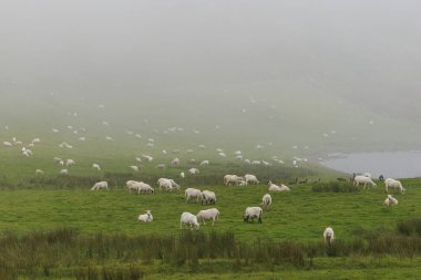 Bir gölün yeşil kıyısında otlayan koyunlarla kaplı kalın beyaz sisle kaplanmış kırsal bir arazi..