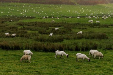 Büyük bir beyaz koyun sürüsü yemyeşil bir yamaçta otluyor arka planda çitlerle bulutlu bir gökyüzünün altında.