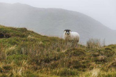 Kıvrımlı boynuzlu tek bir beyaz koyun arka planda sisli bir dağ sırtı olan uzun otların arasında duruyor..