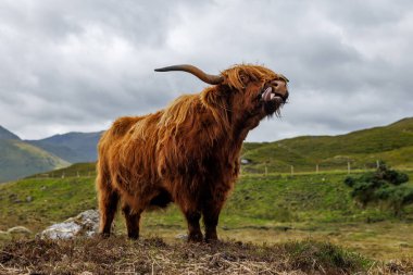 Uzun boynuzlu kahverengi bir İskoçya ineği İskoçya 'da bulutlu bir gökyüzünün altında çimenli bir tepede duruyor..
