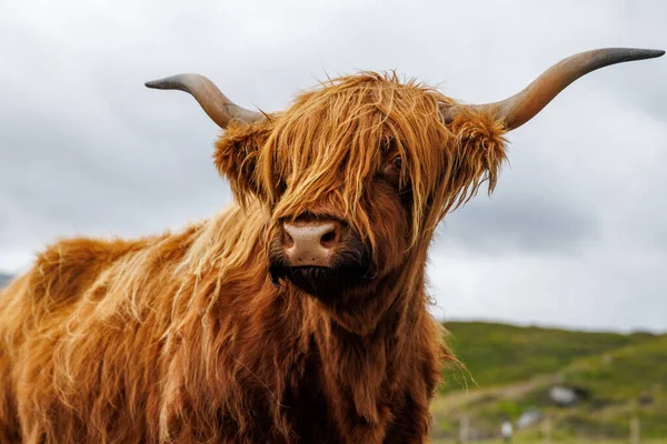 Geleneksel İskoç ineğinin detaylı bir vesikalığı. Karakteristik tüylü kürkü ve geniş boynuzları yumuşak yeşil arka planda..