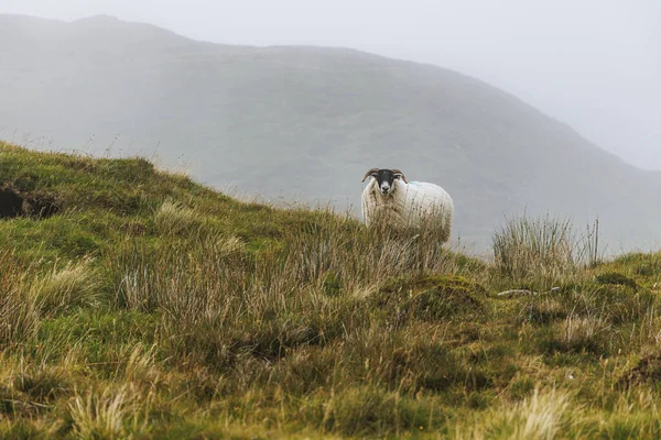 Kıvrımlı boynuzlu tek bir beyaz koyun arka planda sisli bir dağ sırtı olan uzun otların arasında duruyor..
