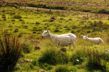 Bir anne koyun ve kuzusu uzun otların ve mor fundaların arasında parlak gün ışığı altında yuvarlanan yeşil bir çayırda dururlar..