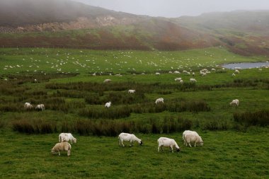 Düzinelerce beyaz koyun geniş, yemyeşil bir çayıra saçılmıştır. Arka planda sisli bir tepe boyunca sakin bir su kütlesinin yanında bir yol esiyor..