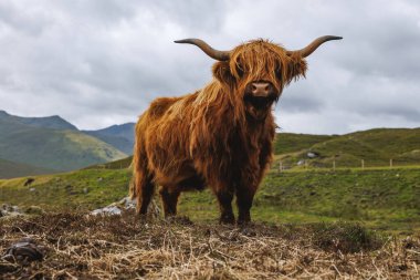 İskoçya 'nın engebeli dağlarında kalın kırmızı paltolu ve büyük boynuzlu görkemli bir İskoç ineğinin ön görüntüsü..