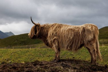 Uzun saçlı ve boynuzlu geleneksel İskoç ineği engebeli yeşil bir çayırda duruyor. Bulutlu gökyüzü ve dağlar kırsal dağlık araziyi tamamlıyor.