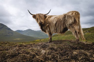 Kahverengi bir İskoç ineği, uzun boynuzları ve tüylü kürkleriyle yeşil dağların ve bulutlu gökyüzünün ardında, yeryüzünün tepesinde duruyor..