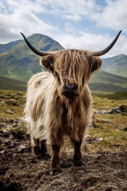 Arka planda yeşil tepeler olan geniş boynuzlu uzun saçlı bir sığırın önü..