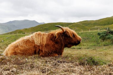 Dağları ve arka planında tel çitleri olan bir çayırda dinlenen uzun saçlı sığırın yan görüntüsü..