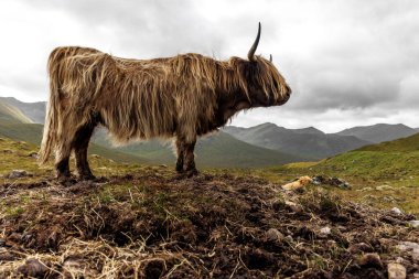 Bulutlu bir gökyüzünün altındaki engin yeşil vadide toprak bir tepecikte duran uzun saçlı sığırın profil görüntüsü.