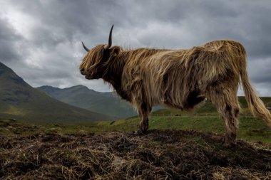 Uzun saçlı heybetli bir dağ ineğinin yan görüntüsü. Uzaktaki dramatik bulutlar ve dağlarla karanlık bir sırt üzerinde duruyor..