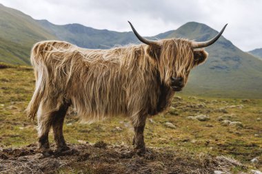 Dağlık bir arazide bulutlu bir gökyüzünün altında çamurlu bir sırt üzerinde duran tüylü bir İskoç ineğinin tüm vücut görüntüsü..