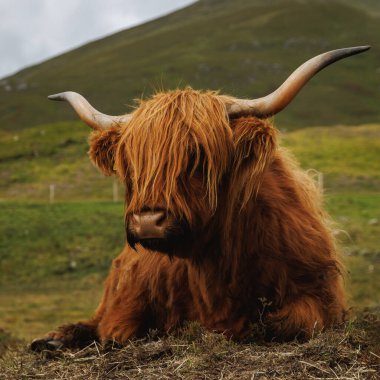 Kızıl İskoç bir ineğin yakın plan portresi. Uzun boynuzları, bulanık dağ arka planına sahip bir çayırda huzur içinde oturuyor..