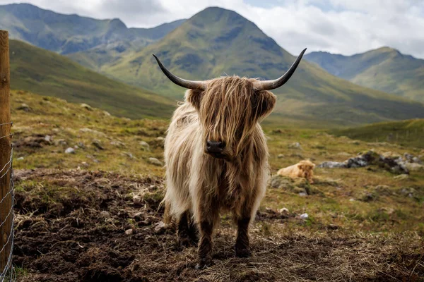 Geleneksel sarışın, uzun boynuzlu İskoçya sığırları arka planda yeşil İskoç dağlarıyla çamurlu bir çayırda duruyor..