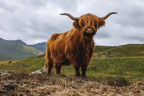 İskoçya 'nın engebeli dağlarında kalın kırmızı paltolu ve büyük boynuzlu görkemli bir İskoç ineğinin ön görüntüsü..