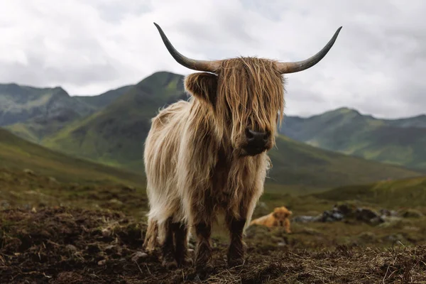 Geniş boynuzlu ve gözlerini kapayan uzun saçlı bir İskoç ineği bulutlu bir gökyüzünün altındaki dağ vadisinde duruyor..