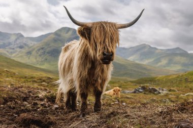 Manzaralı bir vadide gözlerinde uzun boynuzları ve kürkü olan kızıl bir dağ sığırının yakın plan portresi..