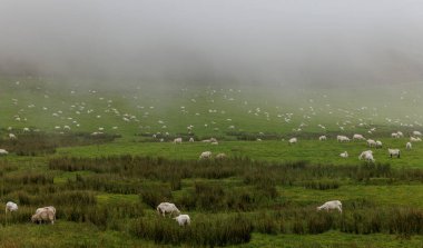 Yoğun sisle kaplı yemyeşil bir dağ yamacına saçılmış sayısız beyaz koyun..