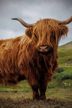 Kalın turuncu kürkü ve otlakta uzun boynuzları olan geleneksel bir İskoç ineğinin yakın çekimi..