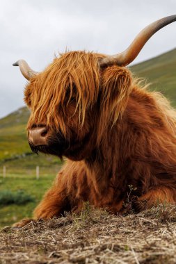Büyük boynuzları olan tüylü kahverengi bir inek İskoçya 'da bir çim ve funda tarlasında yatıyor..