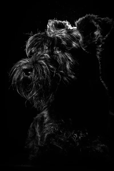 Cane nero su sfondo nero — Foto Stock