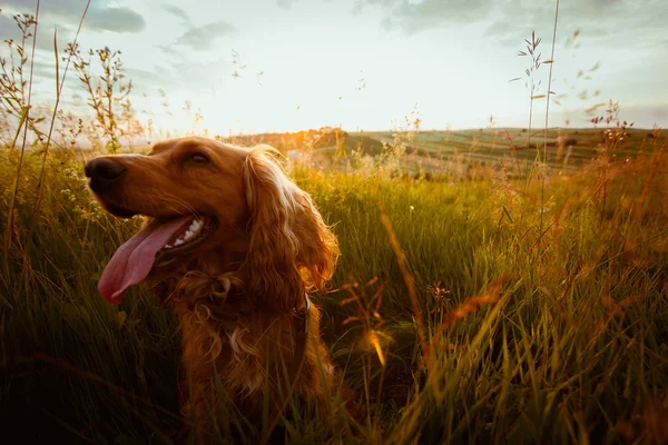 Jovem spaniel em movimento — Fotografia de Stock