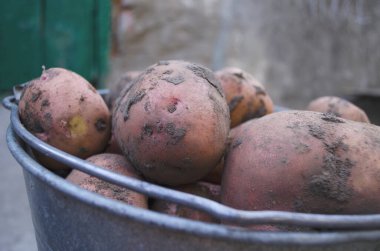 Sebze bahçesindeki metal kovada taze organik patatesler. Sahada patates hasadı