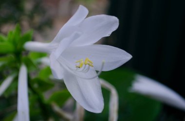 Bahçedeki zambaklar. Beyaz ve mor çiçekli zambak. Kraliyet çiçekleri. Bahçede çiçekler.