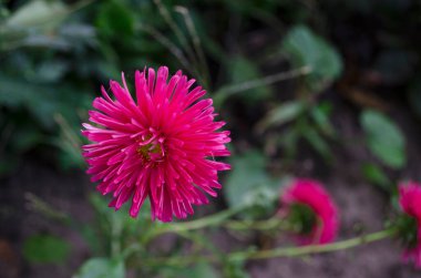 Yeşil arka planda Aster çiçeği. Gündüzleri açan sonbahar çiçekleri. Sonbaharın kraliçesi, tomurcuklanan bir paskalya tomurcuğudur. Mor ve pembe çiçekler.