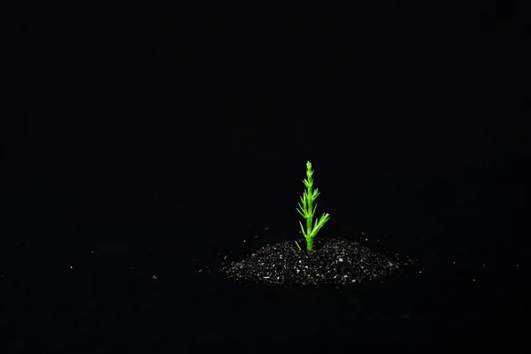배경에 땅에서 식물의 떨어진다 매크로 식물이 — 스톡 사진
