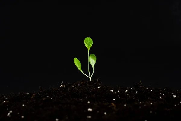 Fekete Alapon Csírázik Földben Növény Első Levelei Földben Makró Fotó — Stock Fotó