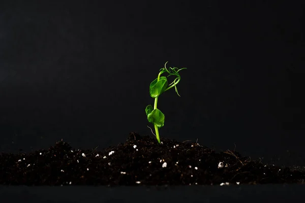 Broto Ervilha Chão Sobre Fundo Preto Primeiras Folhas Planta Chão — Fotografia de Stock