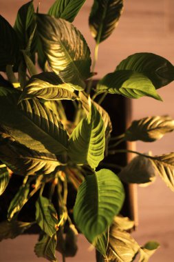 Spatthiphyllum çiçeği güneşin günbatımı ışınlarıyla aydınlatılır. ev yeşili çiçek bitkisi. Ev çiçekleri ilgilenir. spathiphyllum yakın planda.