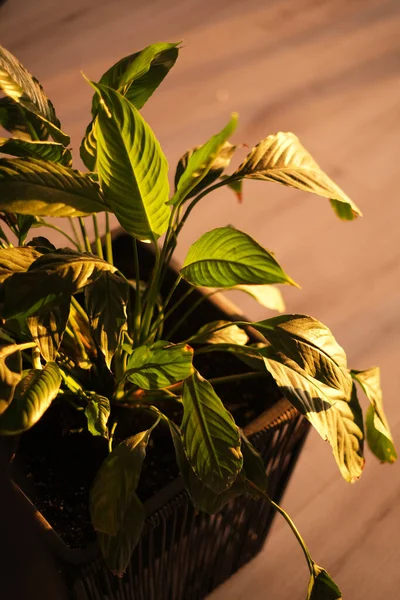 Spathiphyllum Virág Megvilágította Naplemente Sugarai Nap Otthon Zöld Virágzó Növény — Stock Fotó