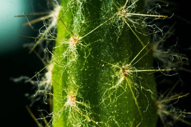 Ev kaktüsü Cephalocereus yakın plan. maketleme