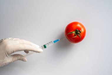 Laboratuvar asistanı domatese şırınga enjekte ediyor. Sebzeler uzun vadeli depolama için işlenir. genetik mühendislik düzeni