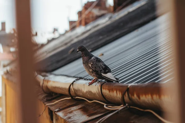 Lone Pigeon Sits Roof House Dove Closeup — Stock Photo, Image