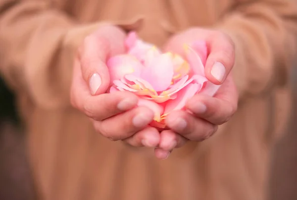 female hands holding rose petals close-up. the concept of respect for nature and environmental protection.