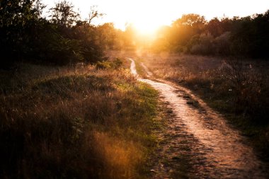 Ormanda, ağaçların arasında gün batımının güzel ışığı. Güneşin Zokhod 'undaki sonbahar ormanında yol. Vahşi doğa