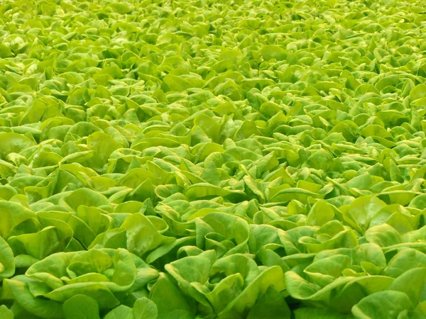 Hydroponic lettuce — Stock Photo, Image