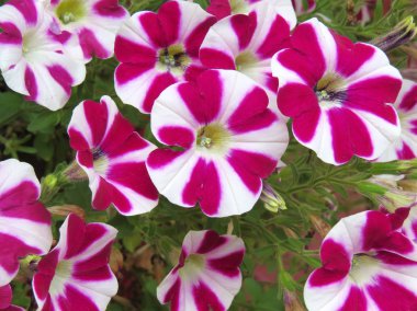 Şeker petunyaların çizgili