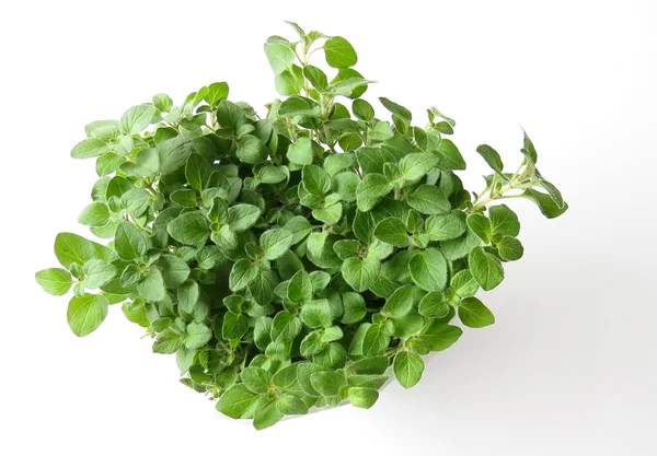 Oregano plant on white — Stock Photo, Image